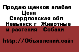 Продаю щенков алабая › Цена ­ 5 000 - Свердловская обл., Невьянск г. Животные и растения » Собаки   